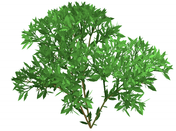 Bush